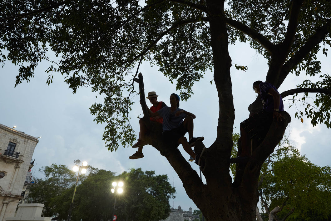 Perched (Cuba, 2015)